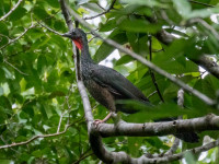 Piste de la Montagne Plomb